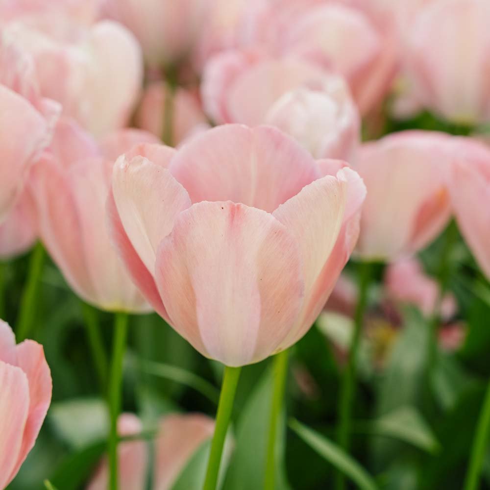 Tulipan 'Mystic van Eijk'