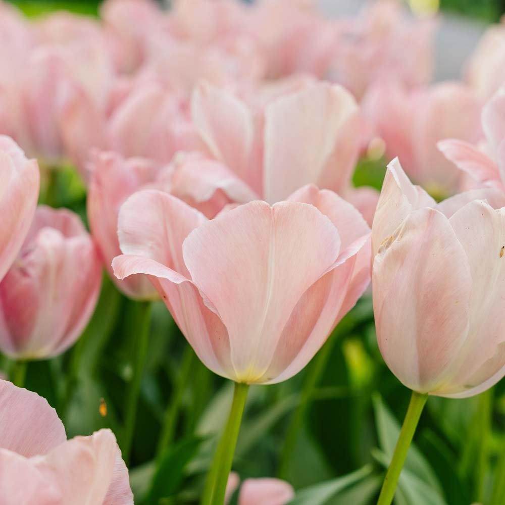 Tulipan 'Mystic van Eijk'