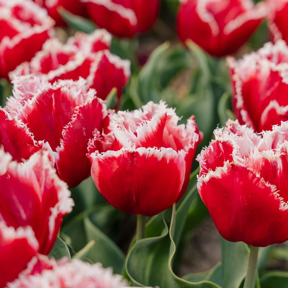 Tulipan 'New Santa'