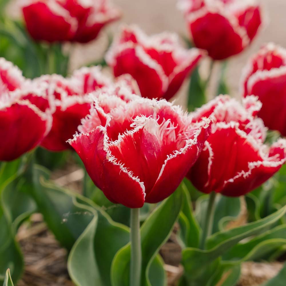 Tulipan 'New Santa'