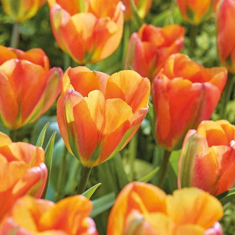 Tulipan 'Orange Marmelade'
