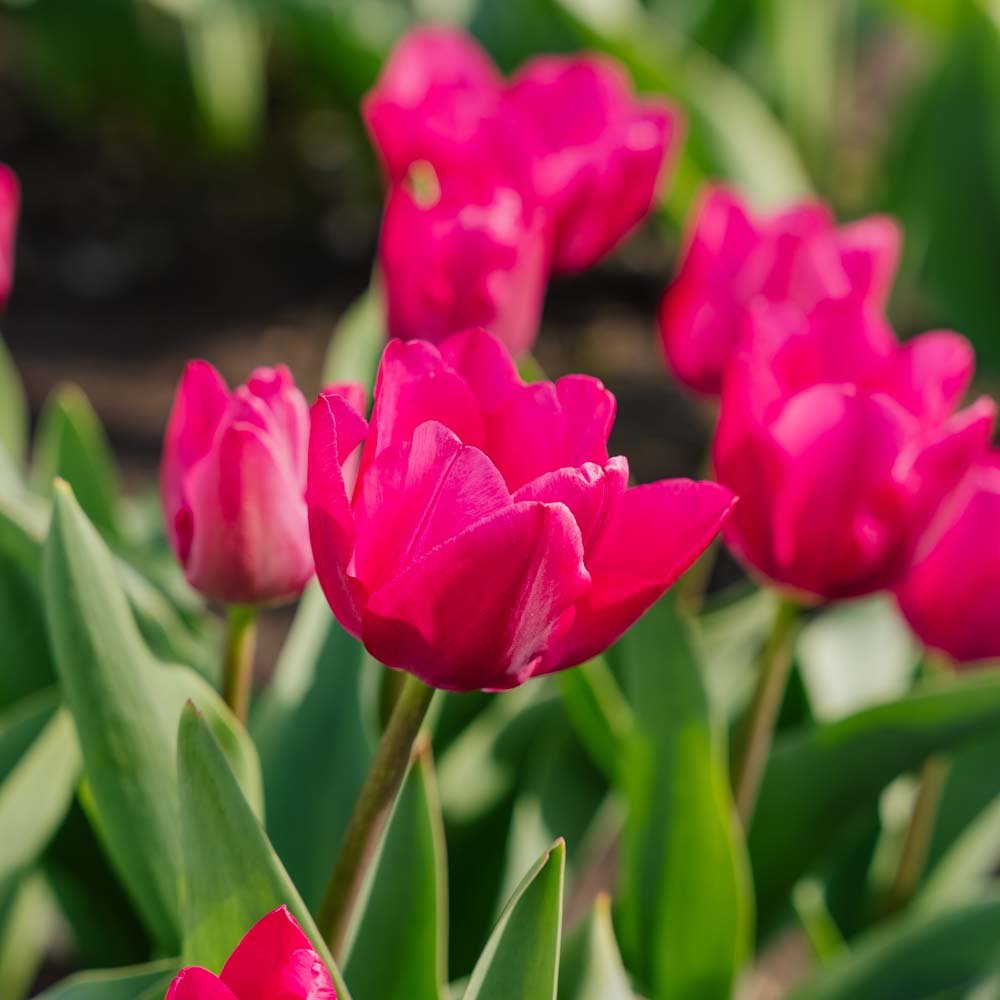 Tulipan 'Pink Ardour'