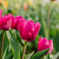 Tulipan 'Pink Ardour'