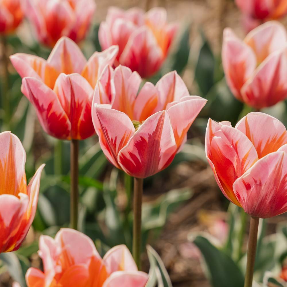 Tulipan 'Pretty Priness'
