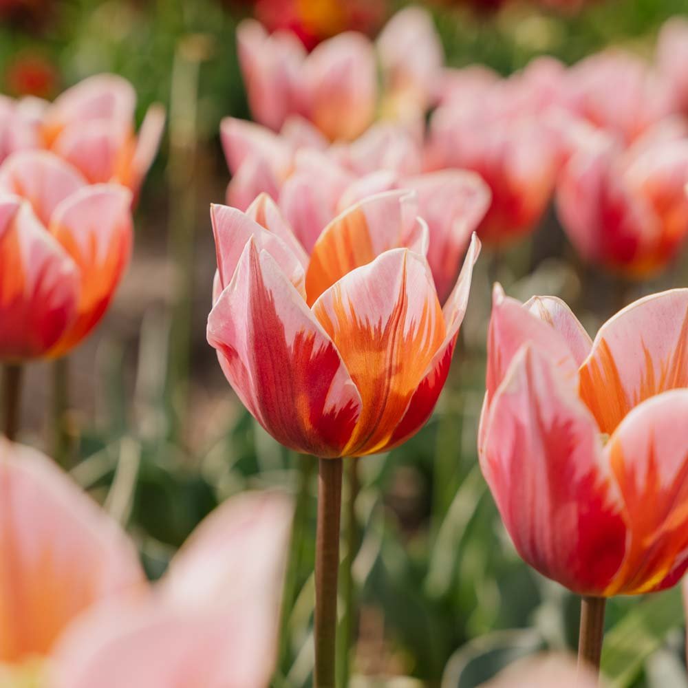 Tulipan 'Pretty Priness'