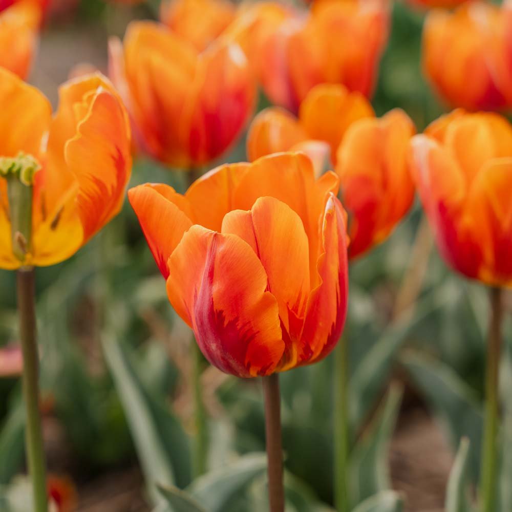 Tulipan 'Princess Irene'