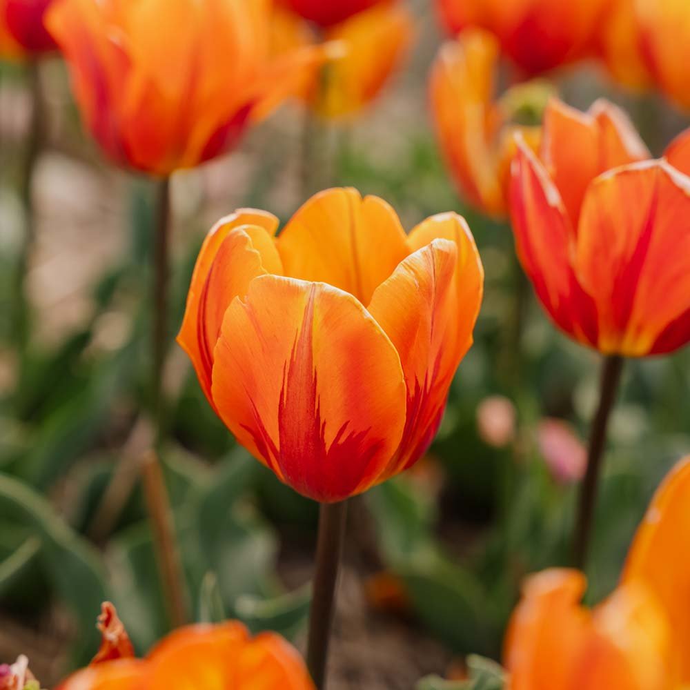 Tulpan 'Princess Irene'