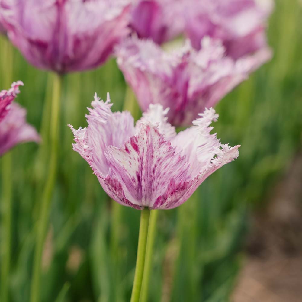 Tulipan 'Purple Circus'