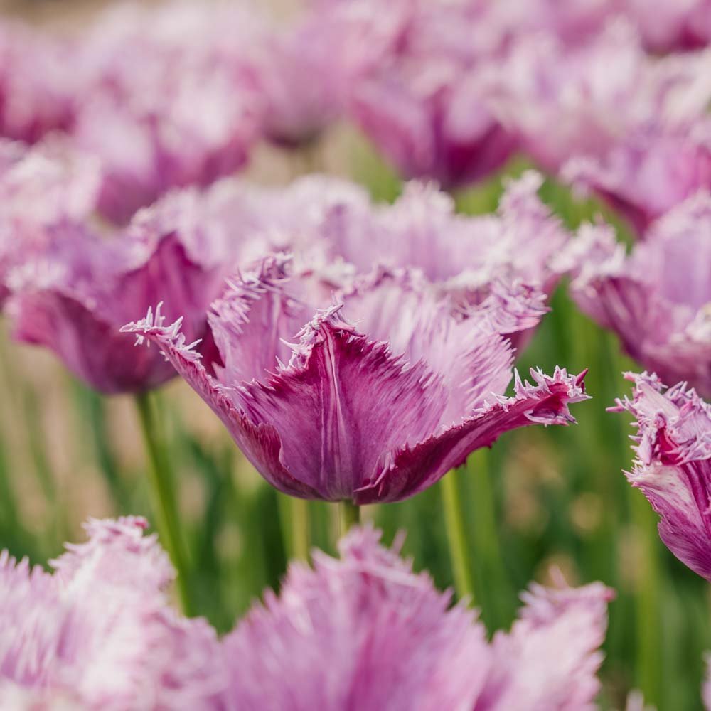 Tulpan 'Purple Circus'