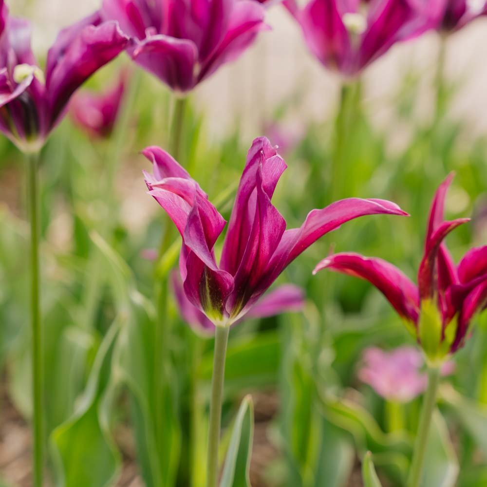 Tulipan 'Purple Doll'