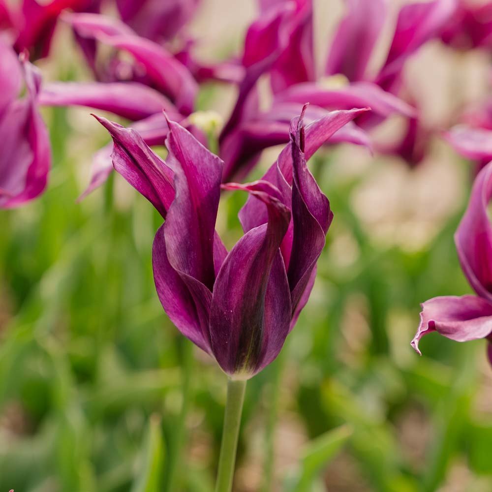 Tulipan 'Purple Doll'