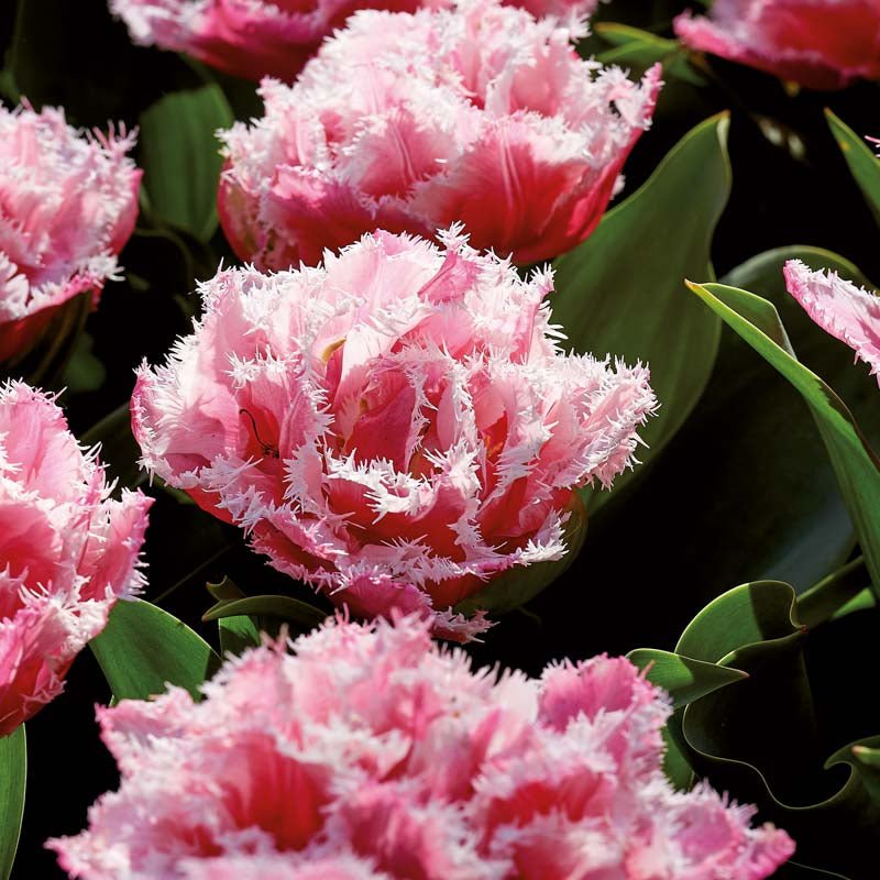 Tulipan 'Queensland'