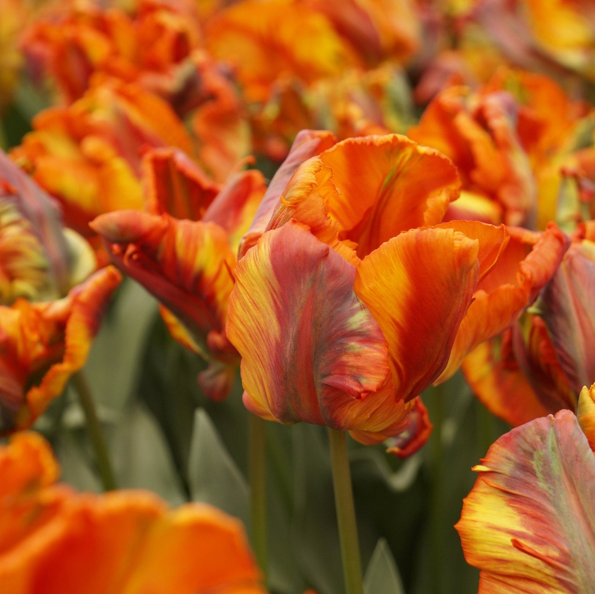 Tulipan 'Rasta Parrot'