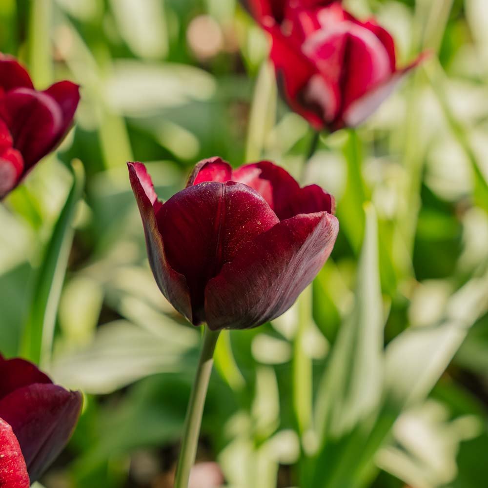 Tulipan 'Ronaldo'