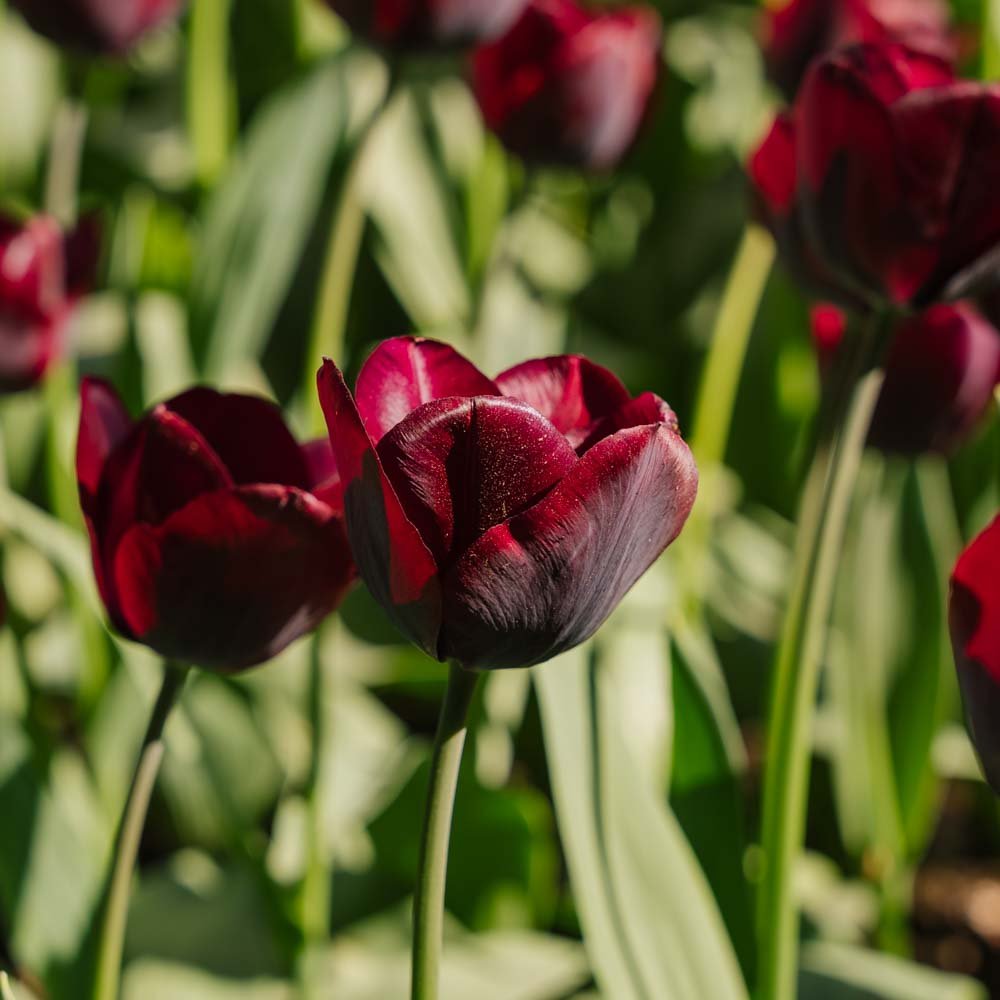 Tulipan 'Ronaldo'
