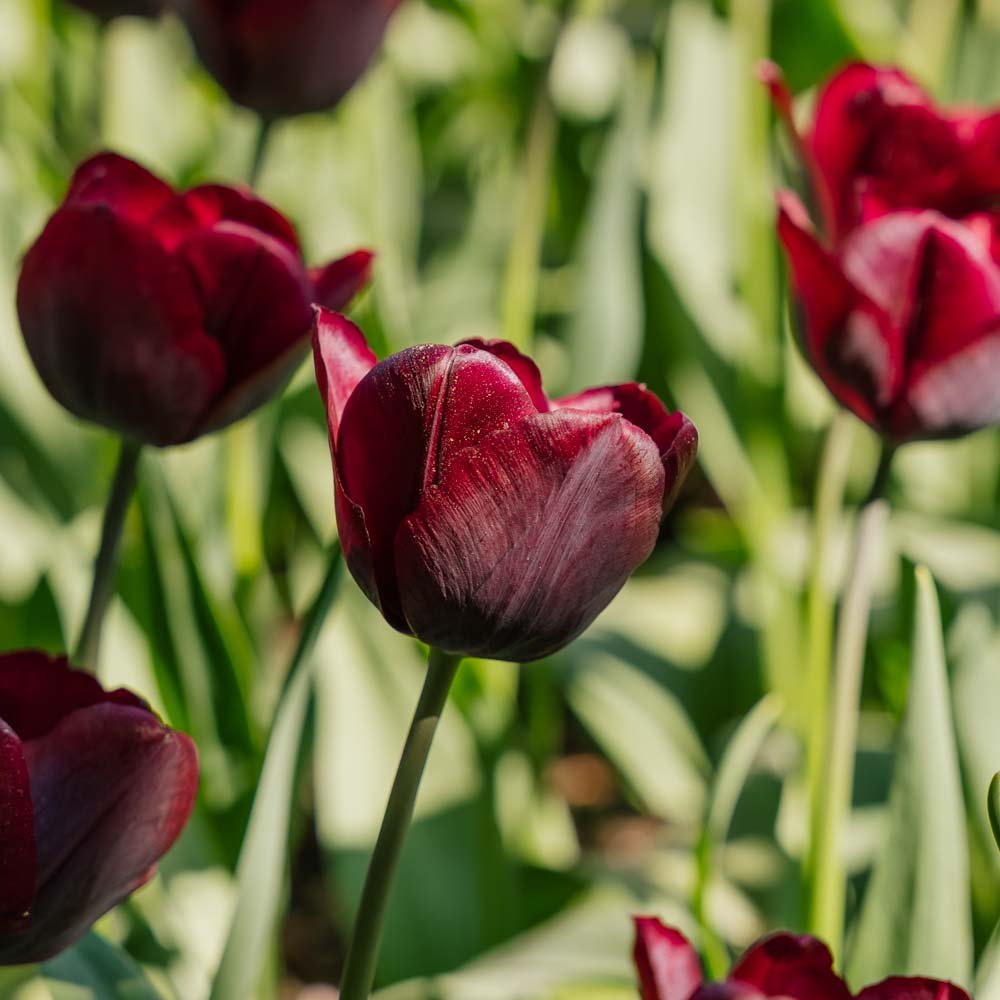 Tulipan 'Ronaldo'