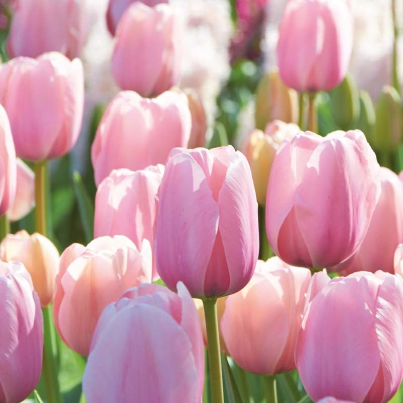 Tulipan 'Salmon Impression'