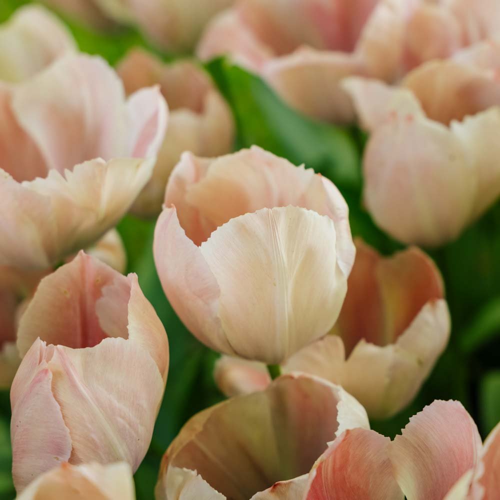 Tulipan 'Salmon van Eijk'