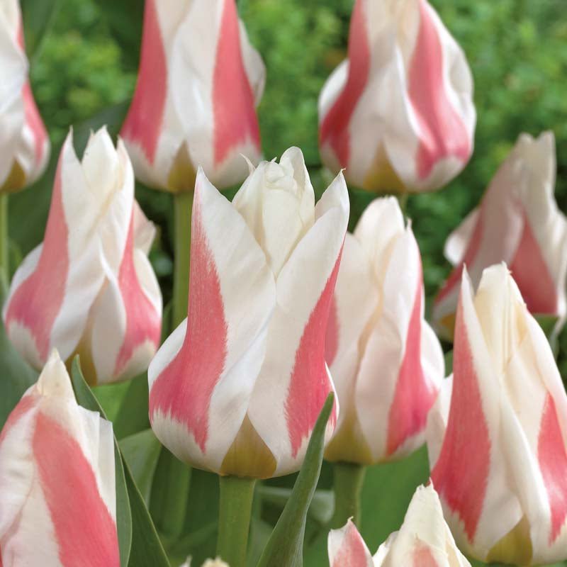 Tulipan 'Serano'