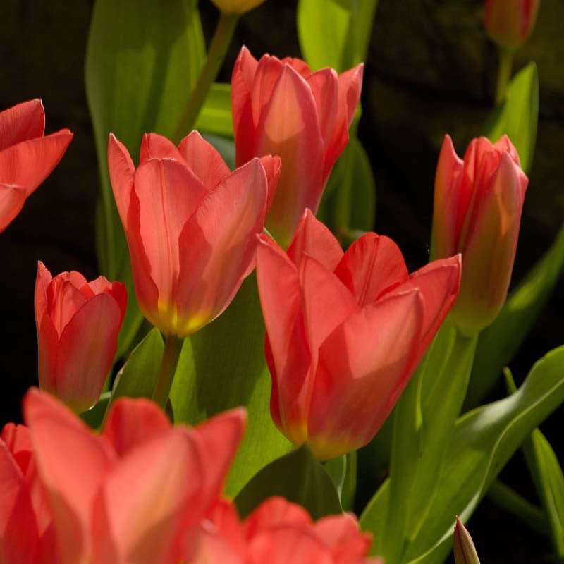 Tulipan 'Spring Pearl'