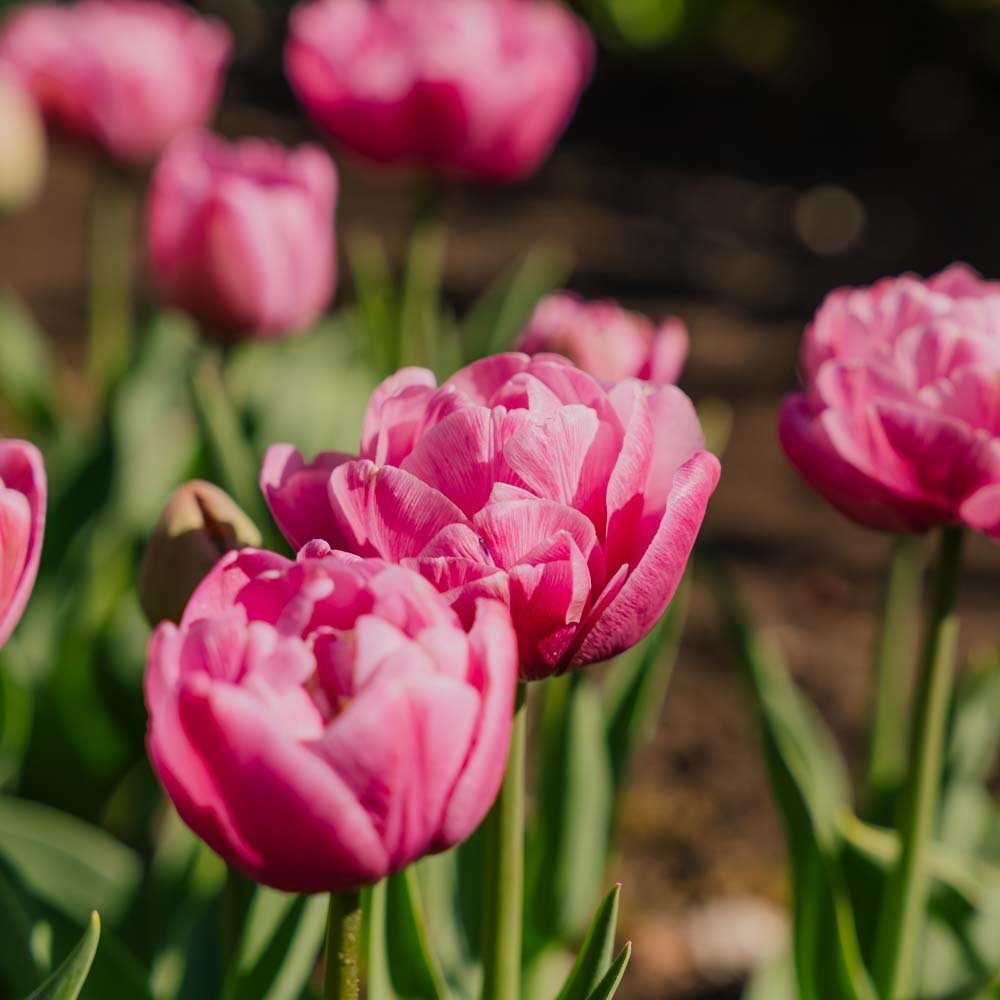 Tulipan 'Tabledance'