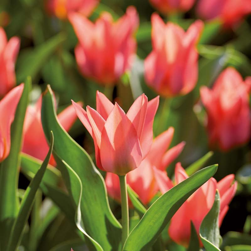 Tulipan 'Toronto'