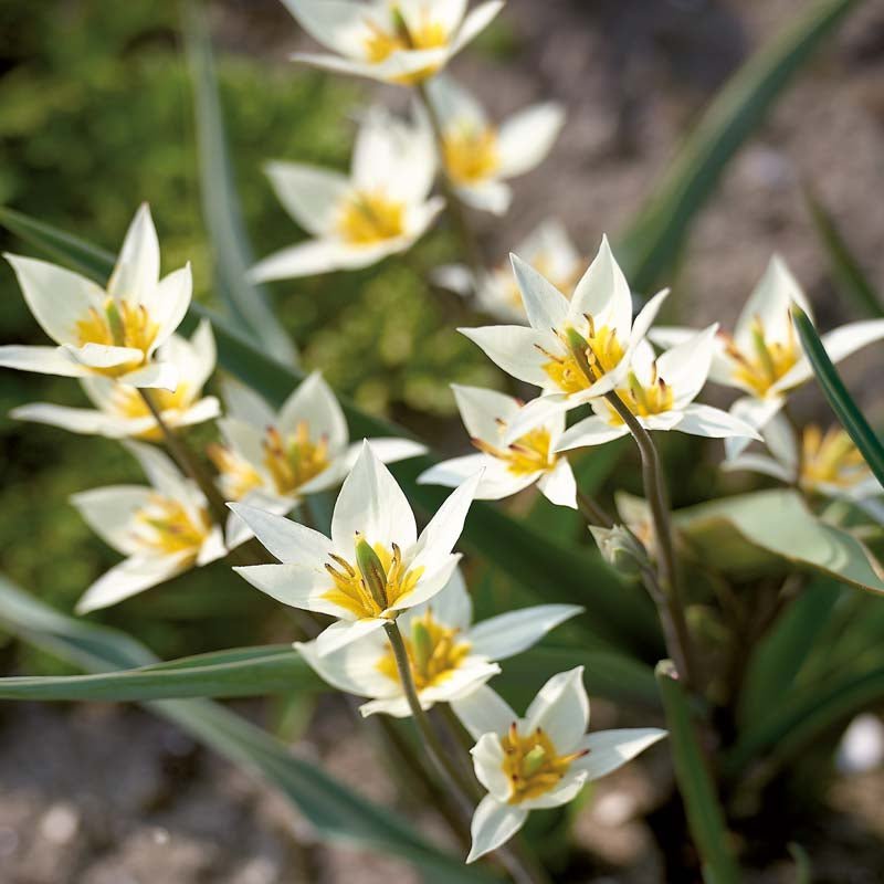 Tulipan 'Turkestanica'