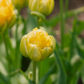 Tulipan 'Vanille Coup'