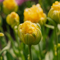 Tulipan 'Vanille Coup'