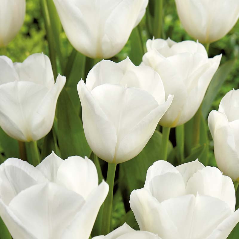 Tulipan 'White Flag'