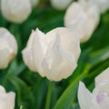 Tulipan 'White Prince'