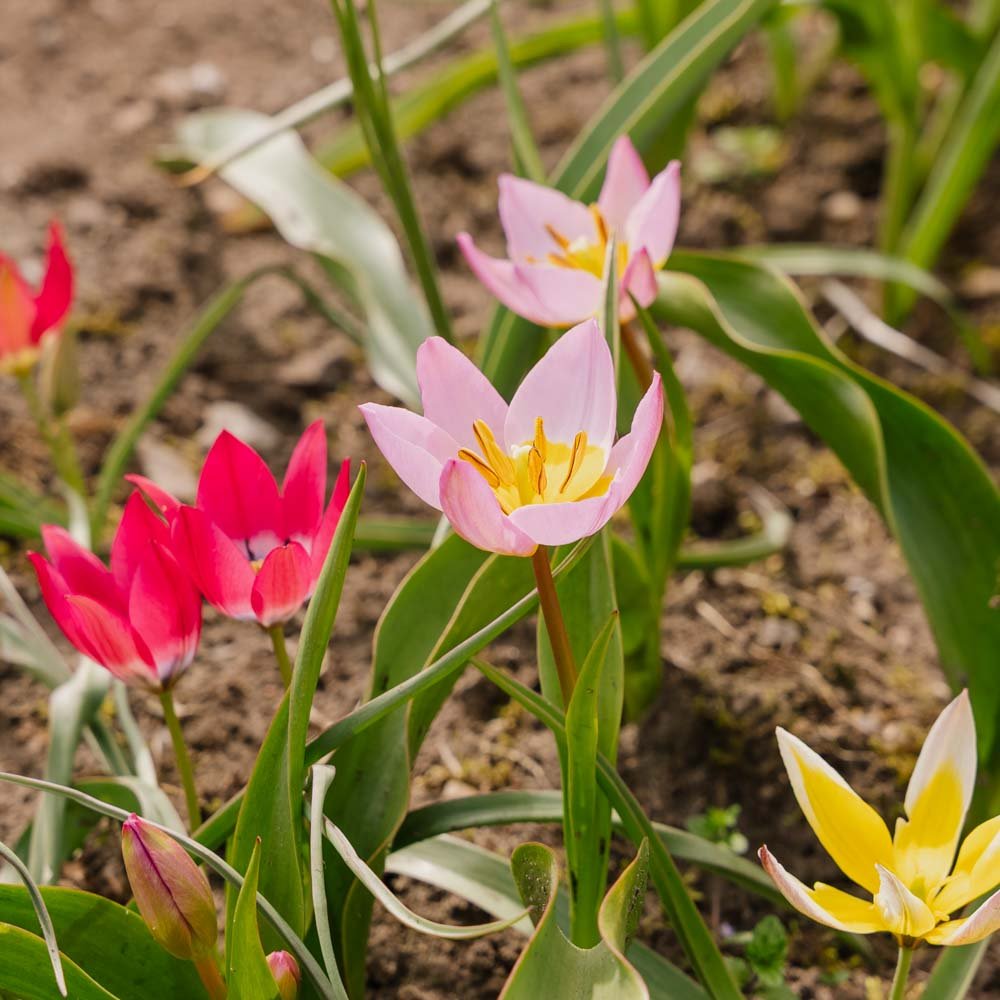 Tulpan 'Botanical Mixed'