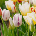 Tulipanblanding 'Rembrandt Mixed'