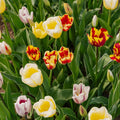 Tulipanblanding 'Rembrandt Mixed'