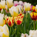 Tulipanblanding 'Rembrandt Mixed'