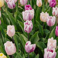 Tulipanblanding 'Triumph Flag Mixed'