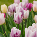 Tulipanblanding 'Triumph Flag Mixed'