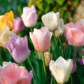 Tulipanblanding 'Triumph Pastel Mix'