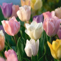 Tulipanblanding 'Triumph Pastel Mix'