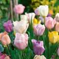Tulipanblanding 'Triumph Pastel Mix'