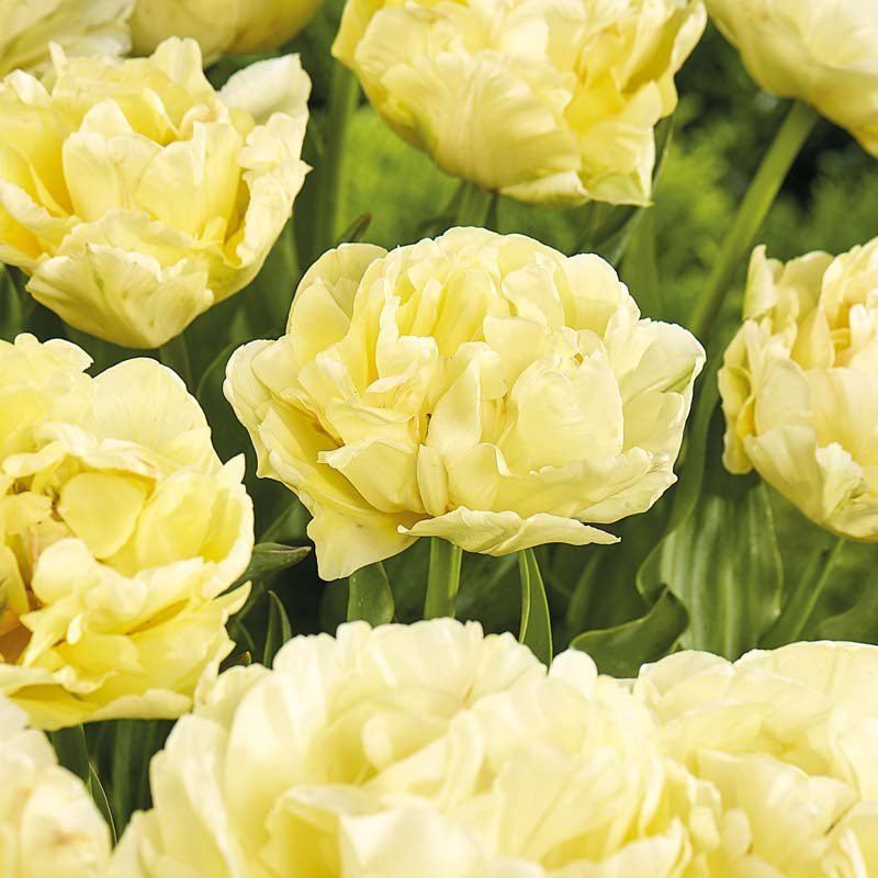 Tulpan 'Avant Garde'