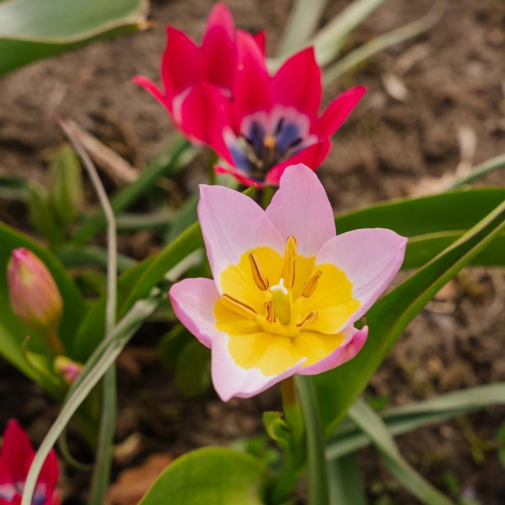 Tulpan 'Botanical Mixed'