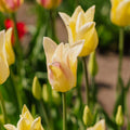 Tulpan 'Elegant Lady'
