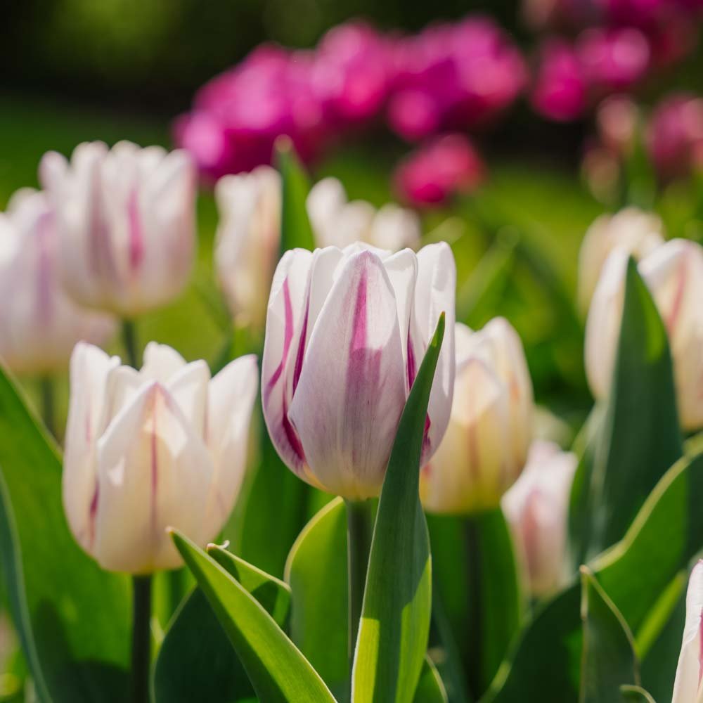 Tulpan 'Flaming Flag'