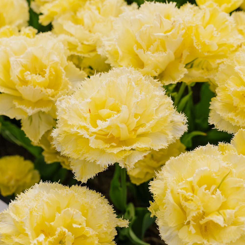 Tulpan 'Lemon Shoot'