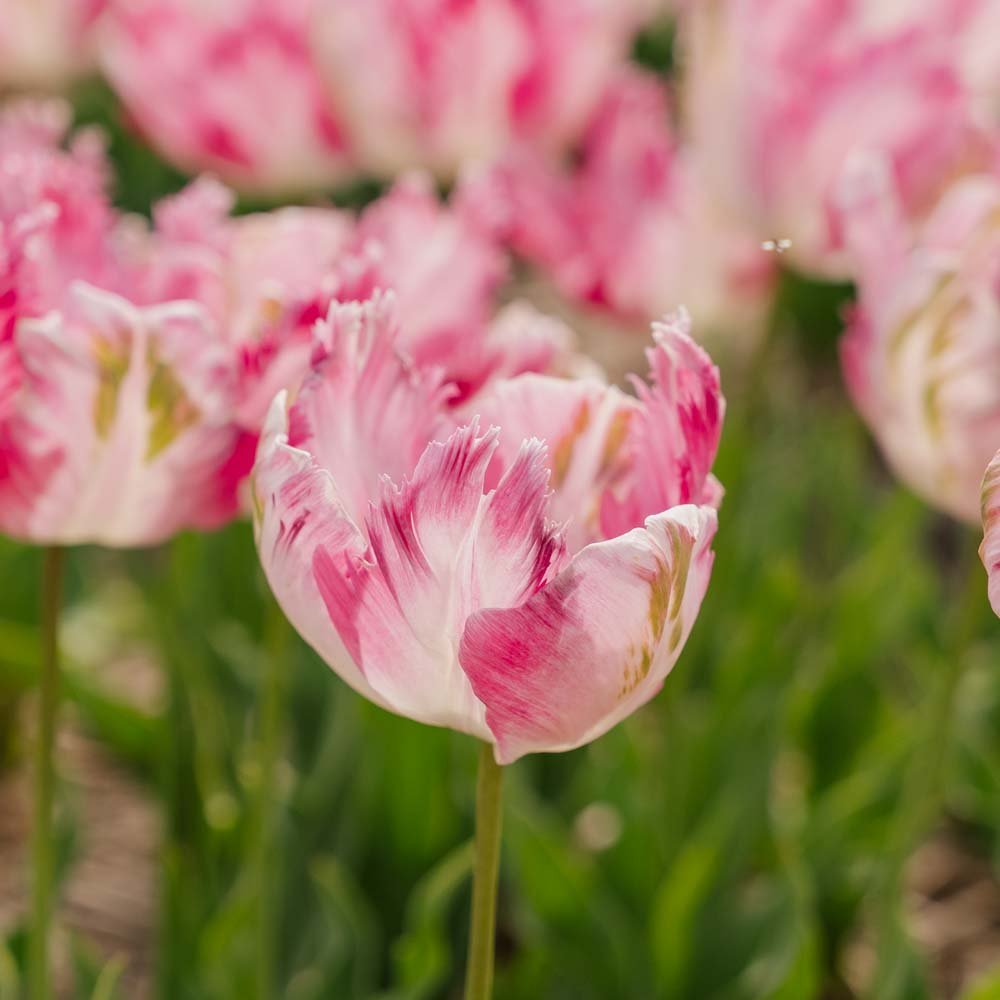 Tulpan 'Parrot Pink Vision'