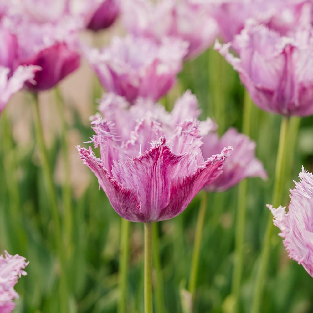 Tulpan 'Purple Circus'