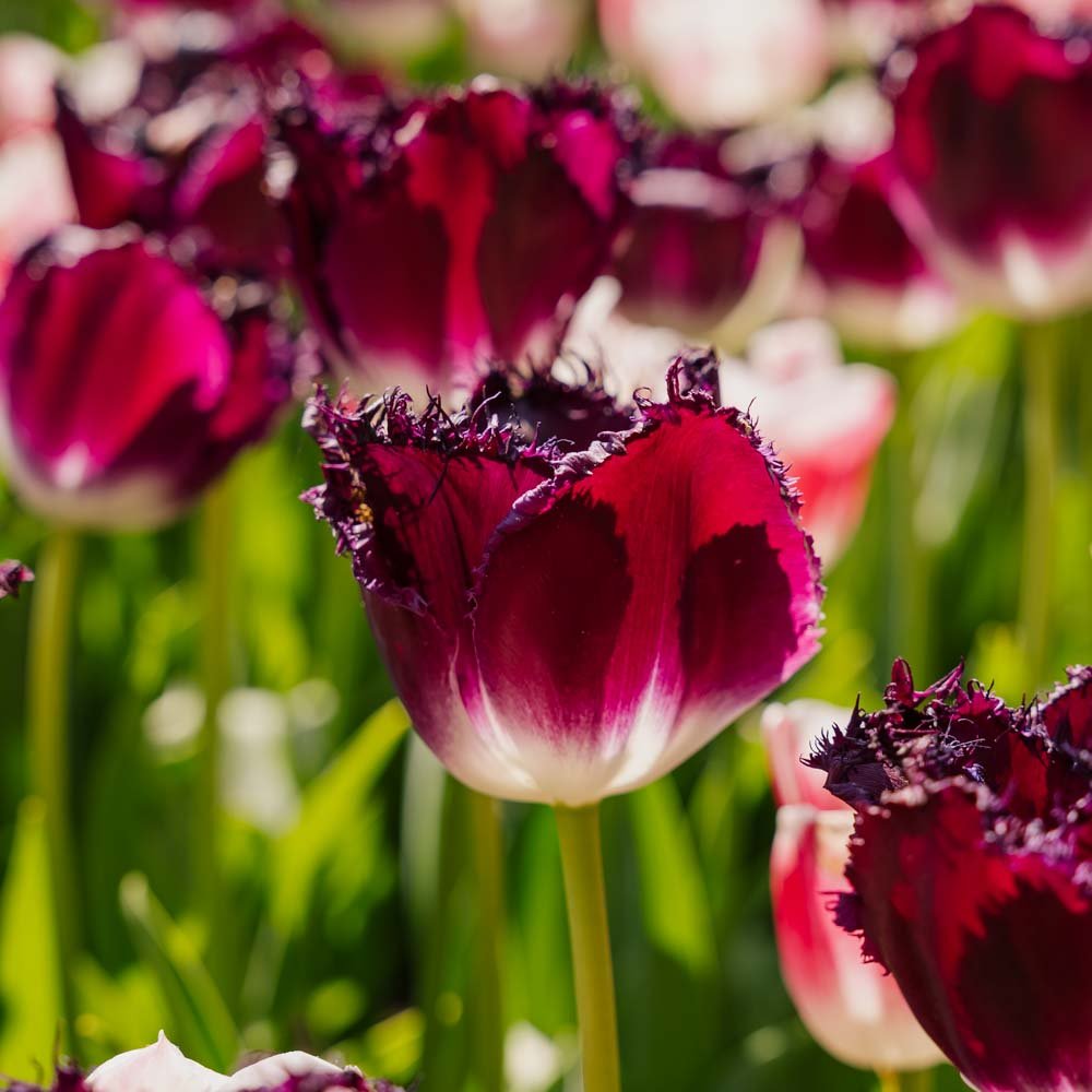 Tulpan 'Purple Crystal'