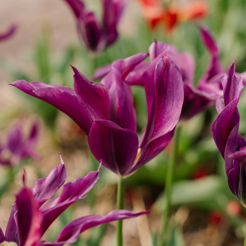 Tulpan 'Purple Doll'