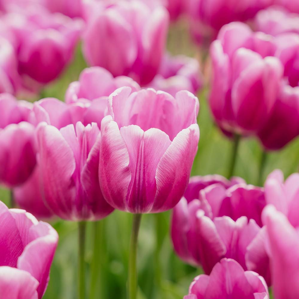 Tulpan 'Purple Prince'